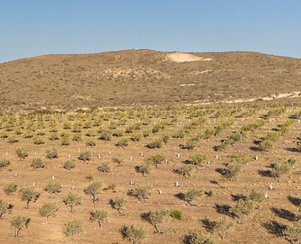 Olivar multivarietal de La Providencia Patagonia
