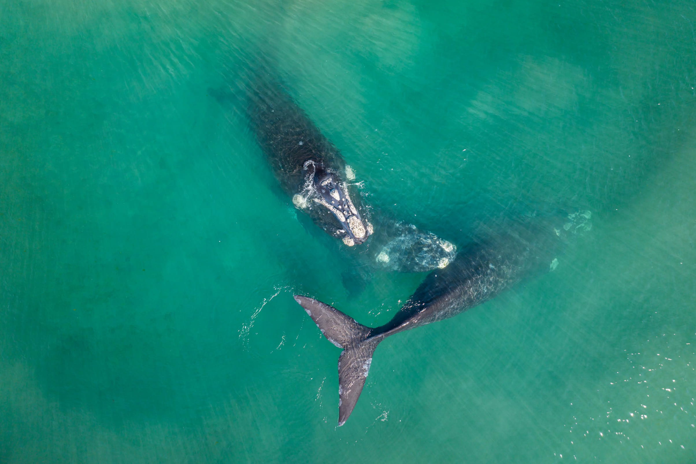 Ballena franca austral
