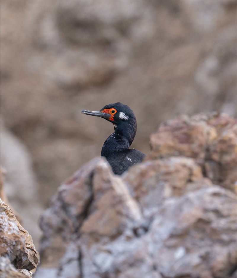 Aves de la Patagonia