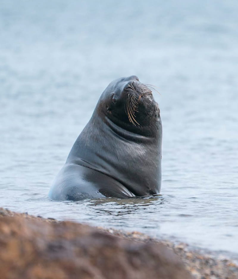 Lobo marino patagónico