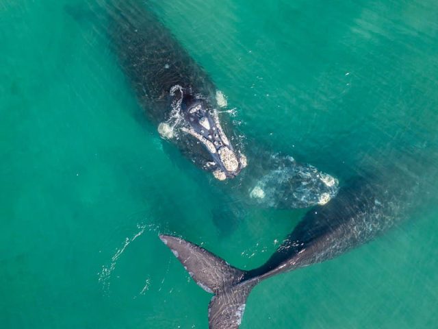 Mira como es un avistaje de ballenas en el Golfo Nuevo