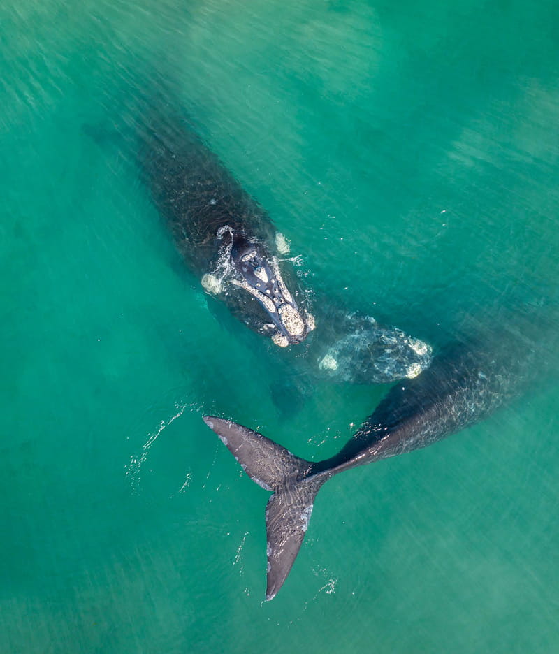 El regreso de las ballenas jorobadas al Golfo Nuevo