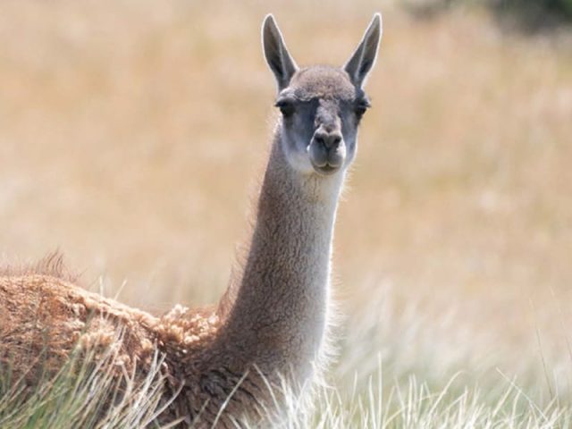 Guanacos en el territorio: censó de población 2026