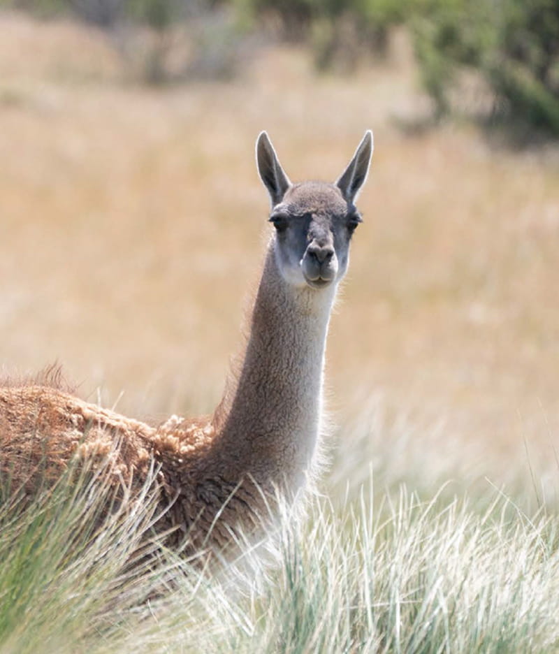 Guanacos en el territorio: censó de población 2026